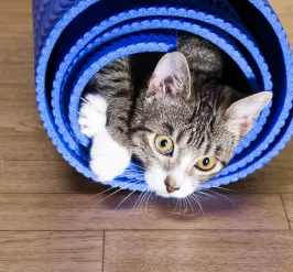 Kitten wrapped around a blue yoga mat
